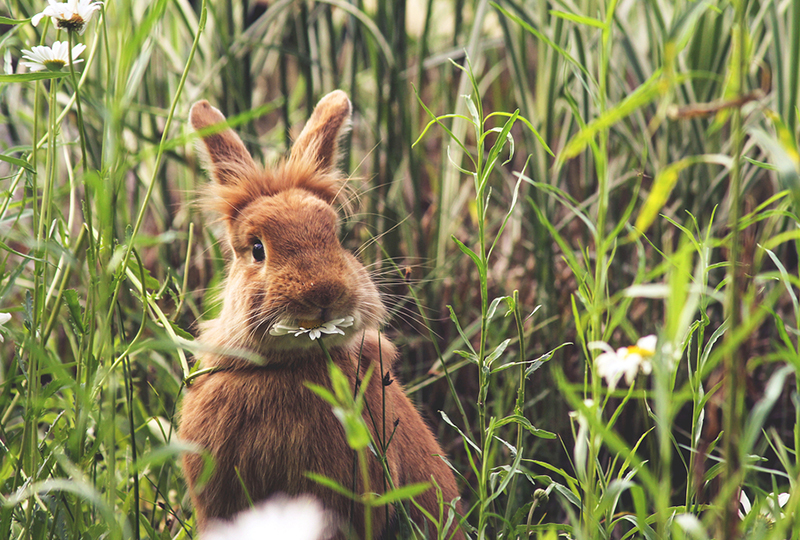 rabbit eating flower facts about rabbit teeth